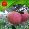 Golden Apple factory supply best quality low price apple